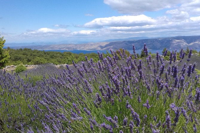 Hvar Lavender Tour - The guide makes or breaks this kind of day