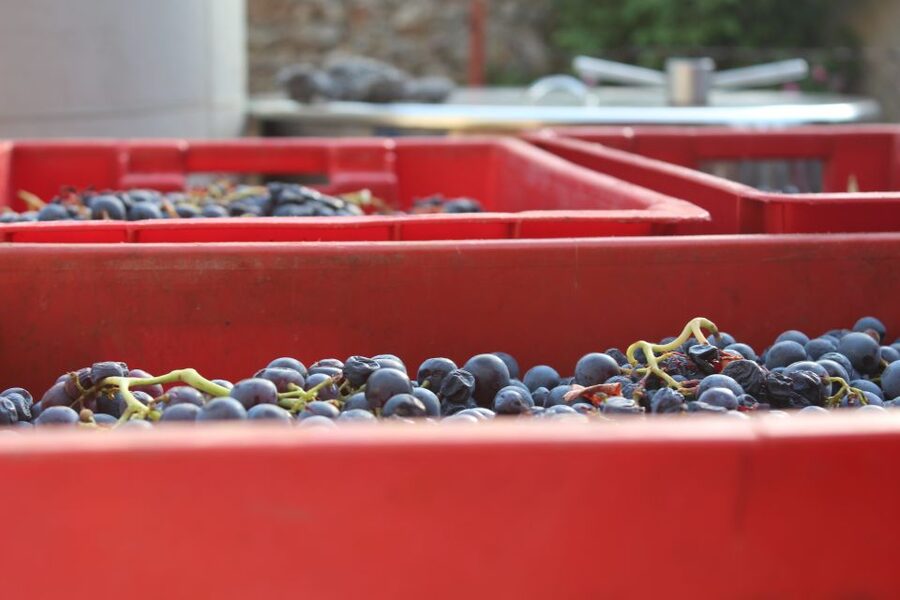 Hvar: Wine Lovers Tour to 3 Wineries with Local Tastings - Vrban and Plančić: Tradition Since 1919 and Ecologically Protected Area Pride