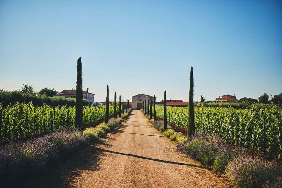 Istria: Pervino wine tasting - A family-run Pervino tasting in Novigrad, not a rushed factory tour