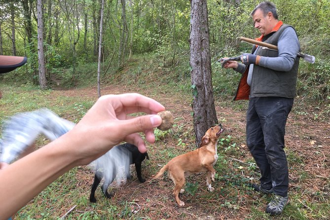 Istrian tapestry - gourmet tour combining wine, truffles and olive oil - Truffle hunting in the Motovun forest: what locals actually do