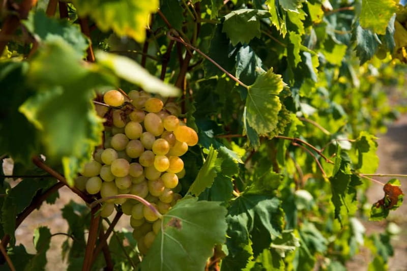 Konavle Valley: Tour with Wine Tasting from Dubrovnik - Second village time: longer tastings, local snacks, and craft atmosphere