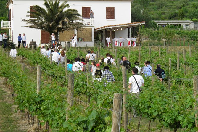 Konavle Valley Wine Tour from Dubrovnik with Train Ride and Wine Tasting - Ljuta by train: Đivanović water mill, Pišta tastings, and a quick Miljas stop