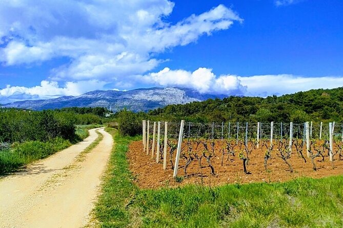 Korcula Bike & Wine Tour | Wine Tasting in Lumbarda - Where You Start: Plokata Square, Bike Fitting, and Shade-First Pacing