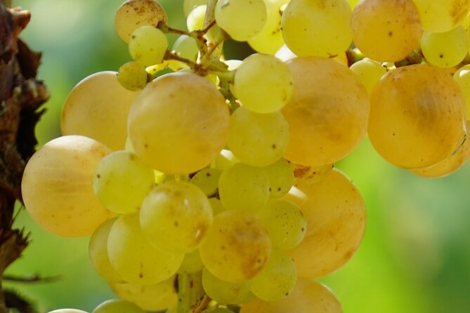 Korčula for Wine Lovers - Pošip and Grk Wines Private Tour - Stop 1, Bire Winery in Lumbarda: Grk with serious recognition