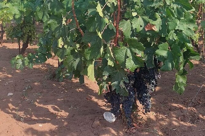 Korčula for Wine Lovers - Pošip and Grk Wines Private Tour - The guide matters: Saša and the value of a real conversation