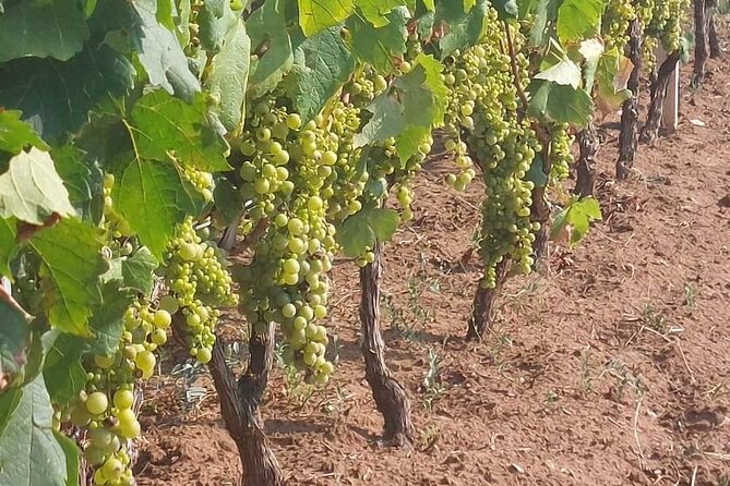 Korčula for Wine Lovers - Pošip and Grk Wines Private Tour - Price and value: what $276.86 per person buys you