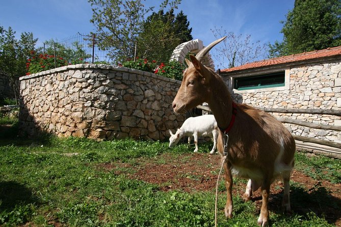 Korcula Island Mountain E Bike Private tour with lunch - Korcula Town Walls to the Gravel Roads of Lumbarda