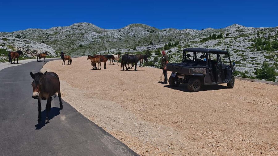 Makarska: Buggy Skywalk and Biokovo Tour - Should you book SkyAdventure’s Makarska Buggy Skywalk tour?