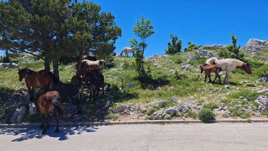 Makarska: Buggy Skywalk and Biokovo Tour - Wildlife and photo stops on the way up