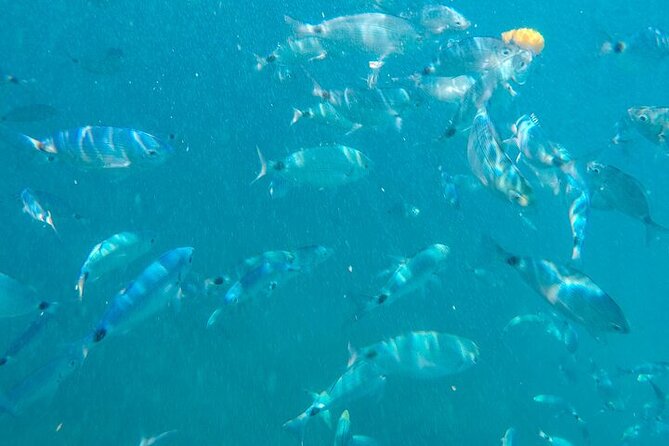 Medulin: Glass Boat Tour Experience to Kamenjak - Medulin archipelago and Porer lighthouse: the easy sightseeing moment