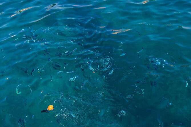 Medulin: Glass Boat Tour Experience to Kamenjak - Who this tour is best for