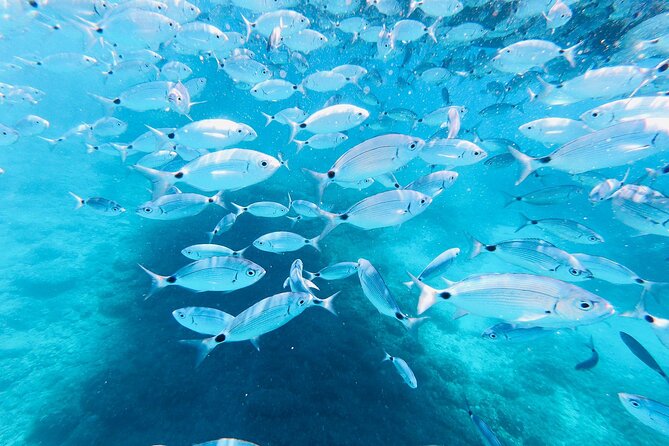 Medulin -Kamenjak 5h boat trip with lunch & drinks on Sandra Boat - Golumbera cave swim: short, guided, and photo-worthy