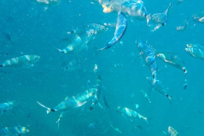 Medulin: Private Glass Bottom Boat Tour to Levan Island - What’s Included (and What to Budget For)