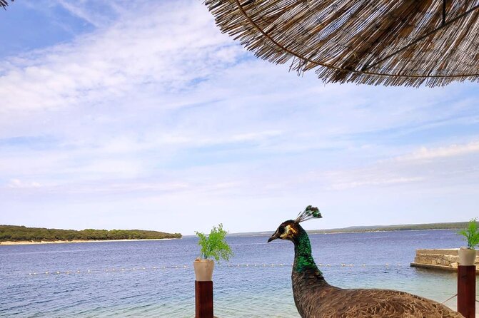 NP Brijuni Island Swimming & Dolphin Watching Sunset Cruise - The St. Jerolim ticket detail that trips people up
