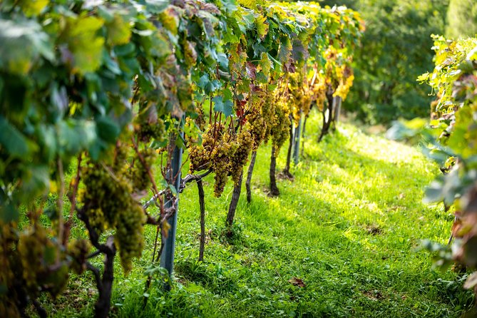 Olive farm & village - Pickup and timing: what your morning (or plan) really looks like