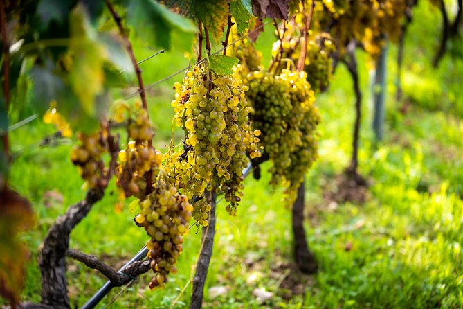 Olive farm & village - How tastings get made meaningful: herb brandy, walnut liqueur, and fruit notes