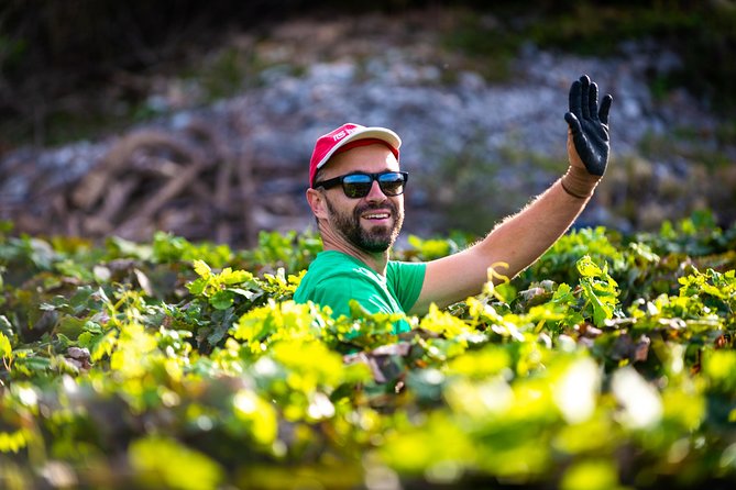 Olive farm & village - What makes the host matter: Ivica’s family-story approach