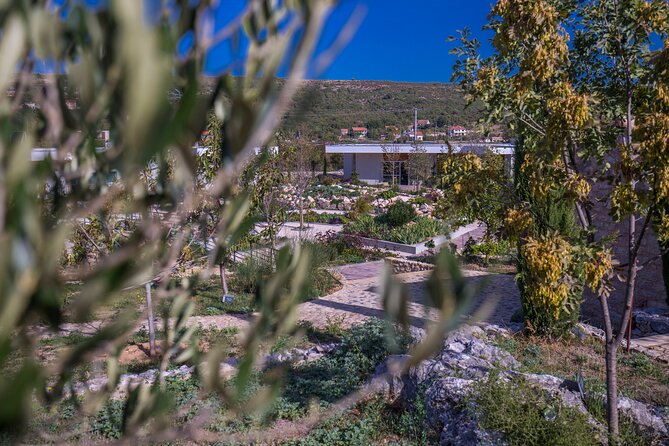 Olive museum Klis with educational olive oil tasting - Botanical gardens stroll: the setting matters