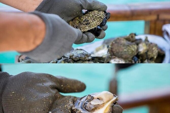 Oyster farm experience / Private day trip from Dubrovnik - Should you book this Dubrovnik oyster farm day trip?