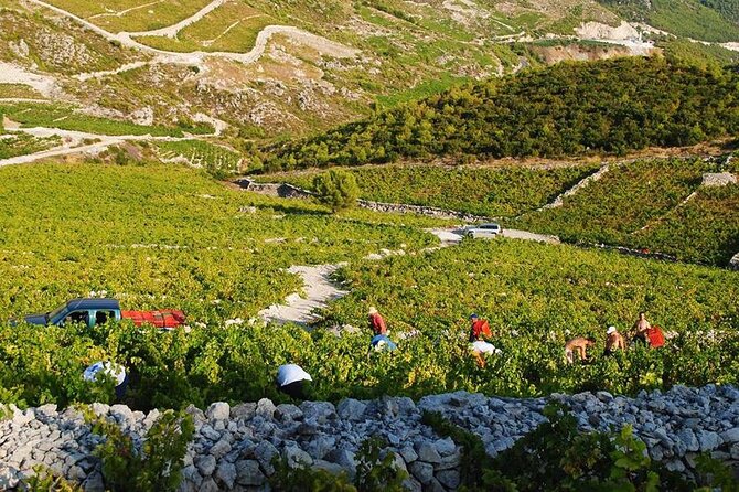 Oysters & Wine Tour From Dubrovnik (Small Group) - Should You Book This Oysters and Wine Tour?