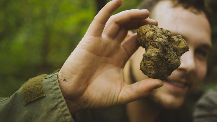 Paladini: Truffle Hunting Tour with 3-Course Tasting Menu - Inside the truffle plantation and the older hunting forest