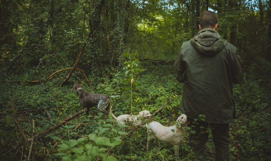 Paladini: Truffle Hunting Tour with 3-Course Tasting Menu - How the dog hunt actually works (and how you can help)