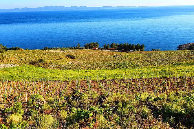Peljesac and Ston Private Wine Tour with Tastings from Dubrovnik - The Dingac-Potočine drive: tunnel views and steep hillside vines