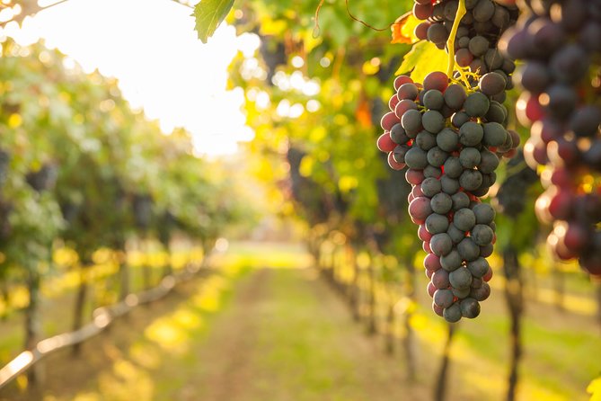Peljesac Peninsula Wine Tasting Luxury Tour from Dubrovnik - Oyster breeding ground tasting: the freshest part of the day