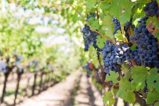 Peljesac Peninsula Wine Tasting Luxury Tour from Dubrovnik - Should you book this tour?