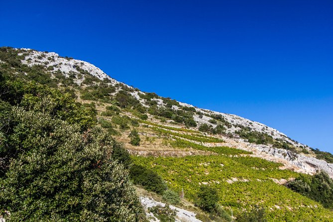 Peljesac Wine & Ston Oysters PRIVATE HALF DAY SHORE TOUR - Mali Ston oysters: 5 per person, served from the water