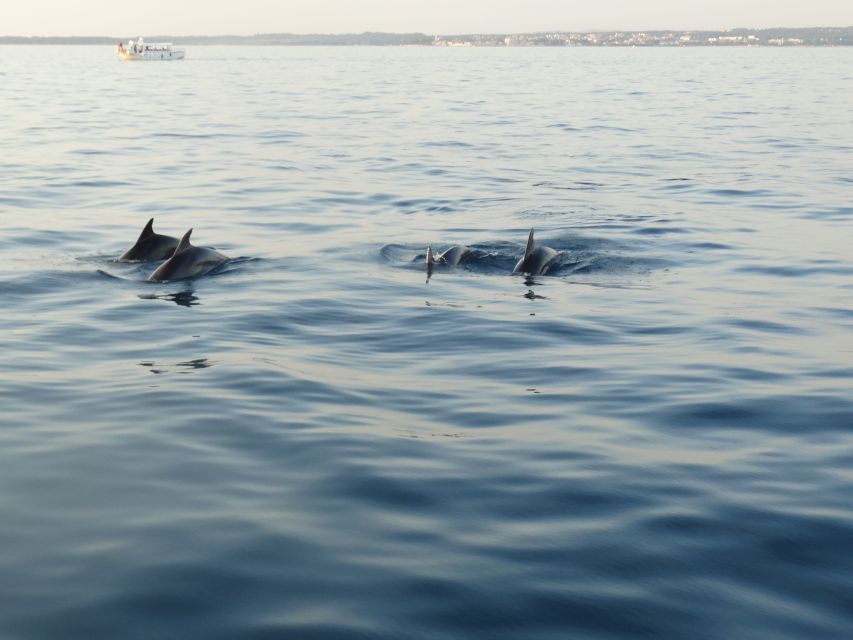 Poreč: Dolphin Spotting Cruise with Included Drinks - Key things to know before you go