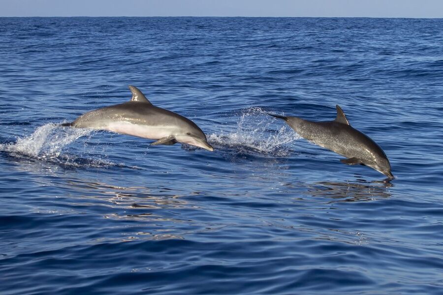 Poreč: Dolphin Spotting Cruise with Included Drinks - Entering The Fjera at Poreč’s Main Port