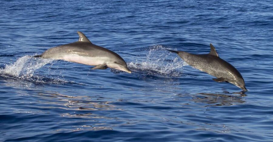 Poreč: Dolphin Spotting Cruise with Included Drinks - Dolphin Watching Time, What to Realistically Expect