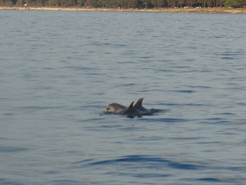 Poreč: Dolphin Spotting Cruise with Included Drinks - The Fjera Ride, Comfort, and Photo-Ready Tips