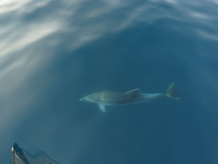 Poreč: Dolphin Spotting Cruise with Included Drinks - How the 2-Hour Timeline Keeps It Fun (Not Exhausting)