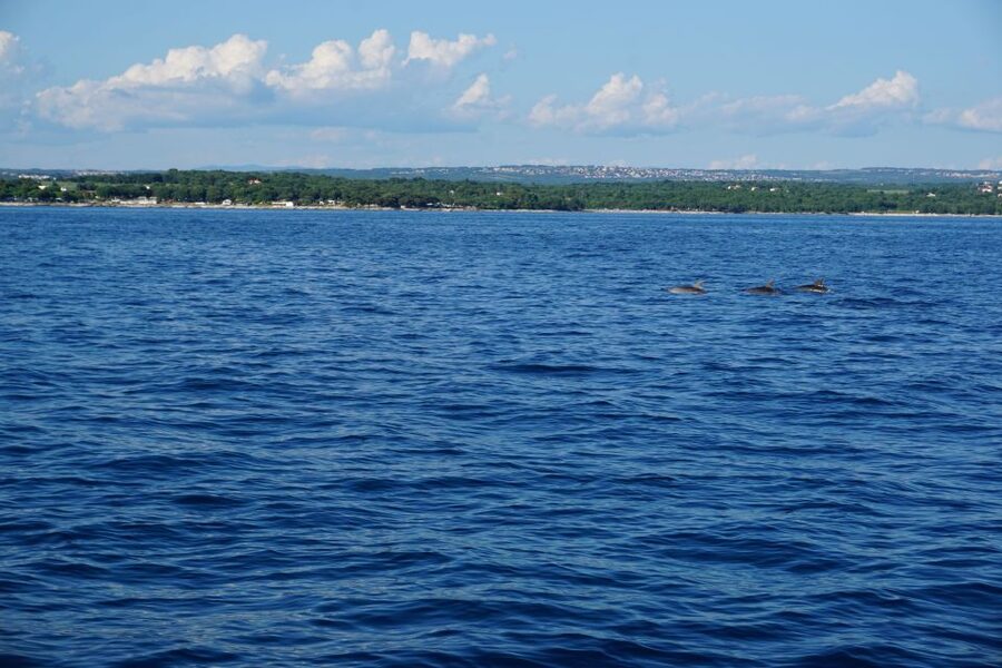 Poreč: Dolphin Spotting Cruise with Included Drinks - Price and Value: Why This $35 Cruise Makes Sense