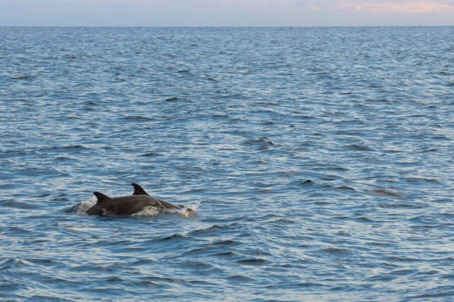 Poreč: Evening Boat Trip to Discover Dolphins - Key Things I’d Prioritize on This Dolphin Trip