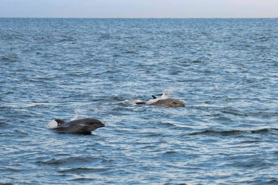 Poreč: Evening Boat Trip to Discover Dolphins - Dolphin Spotting: How to Make the Most of Your Chances