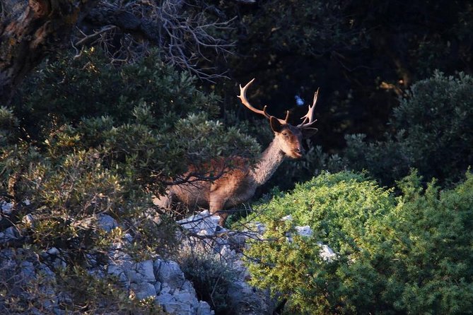 Private 7,5h Plavnik Island & Wild Bays Full-day Boat Trip - Captain Bobo and the local shoreline stories that make the ride click