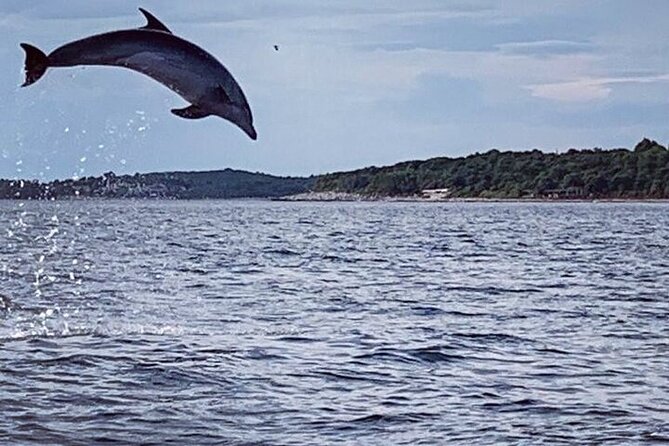 Private Guided Sunset Dolphin Watching in Adriatic Sea - Who this tour suits best