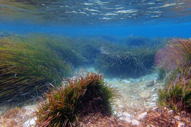 Private Half-Day Kayak Experience in Hvar and Pakleni Islands - Stop 1, Pakleni Islands: beaches you can land on and snorkel-ready water