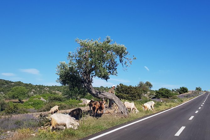 Private Hvar Island Tour and Olive Oil Tasting - Price and value: when $192.66 per person makes sense