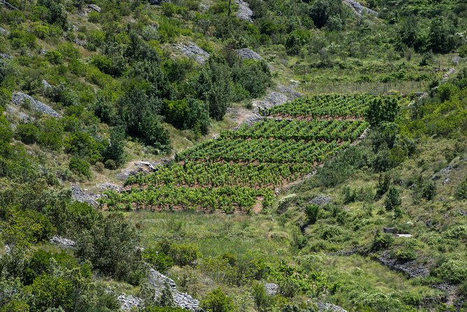 Private Hvar Wine Tasting Tour - Duboković Winery in Jelsa: what an intimate cellar tasting actually means