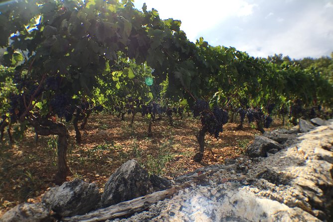Private Hvar Wine Tasting Tour - Price and logistics: is $173.75 per person good value?