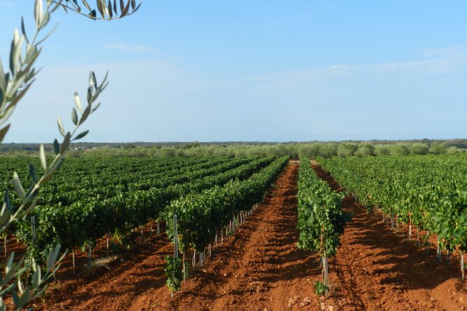 Private Sparkling Wine Tasting in Istria - Meeting Ana, the Family Host, and Why the Tone Matters