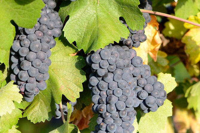 Private Sparkling Wine Tasting in Istria - Price and Value: Why $26.21 Feels Fair Here