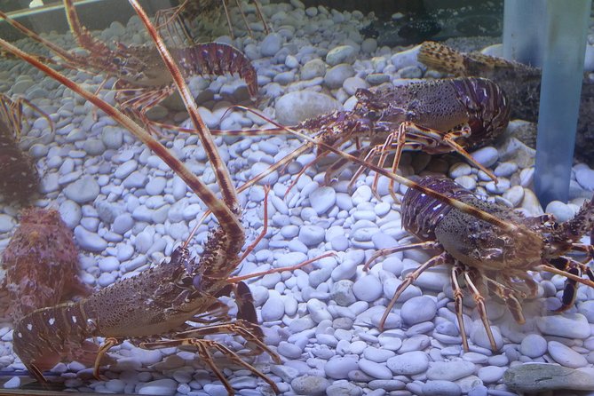 Private Speedboat tour to National Park Kornati Islands - Optional upgrade to Telascica Nature Park: add-on or distraction?