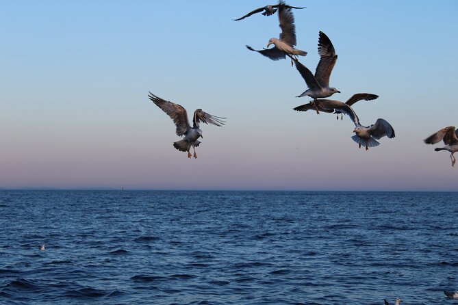Private Sunset Dolphin Excursion with Dinner and Animation - Practical Tips Before You Go