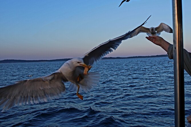Private Sunset Dolphin Excursion with Dinner and Animation - Who This Tour Is Best For