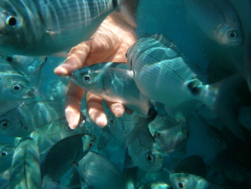 Pula: Bike Tour of Ancient Pula & Aquatic Adventures - Who this PulaBike adventure fits best